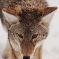 James Kim, Executive Chef at Nourish