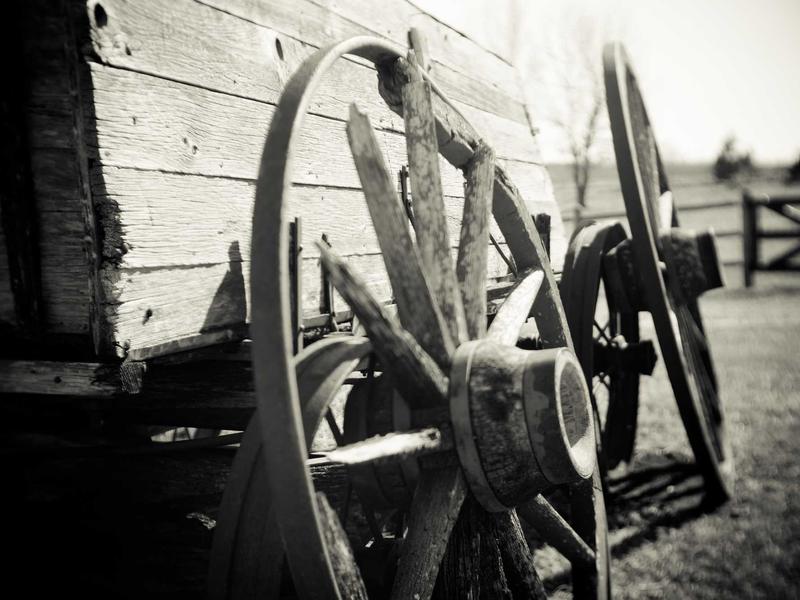 Roasted cauliflower steak bowl with tahini and wild rice