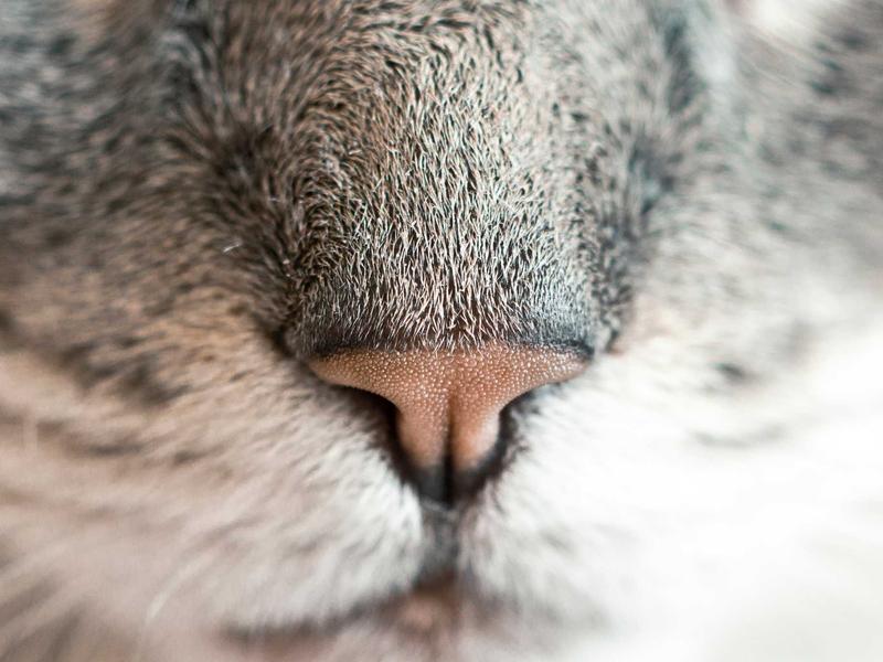 Lemon herb grilled chicken salad with avocado and mixed greens